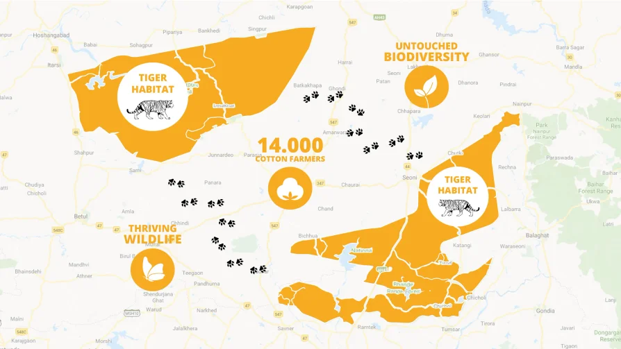 Tiger Cotton-prosjektet i India – bomullsdyrking i tigerkorridorer som beskytter biodiversitet og støtter 14 000 bønder i overgangen til økologisk bomull