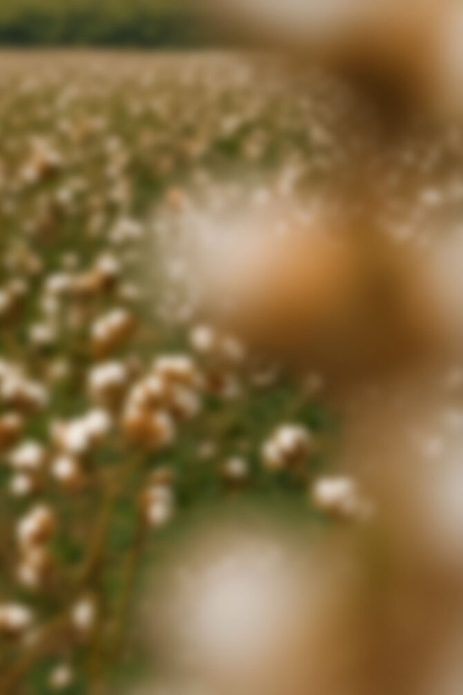 Uskarp bomullsåker i naturlig lys – symboliserer materialets opprinnelse i hettejakken Tracker Original.