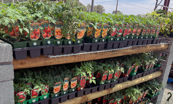 Plants