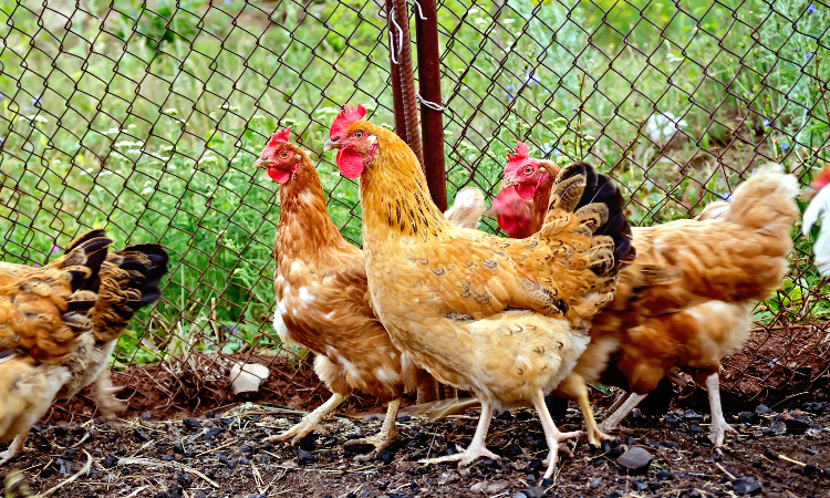 Chicken