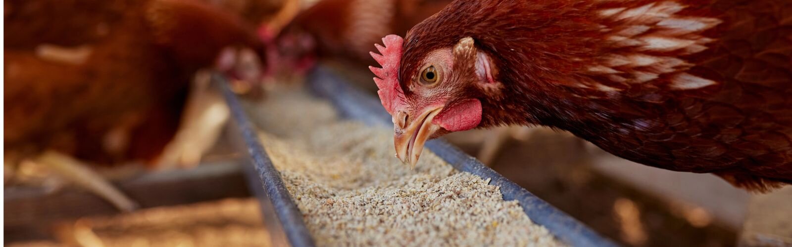 Chicken Feed