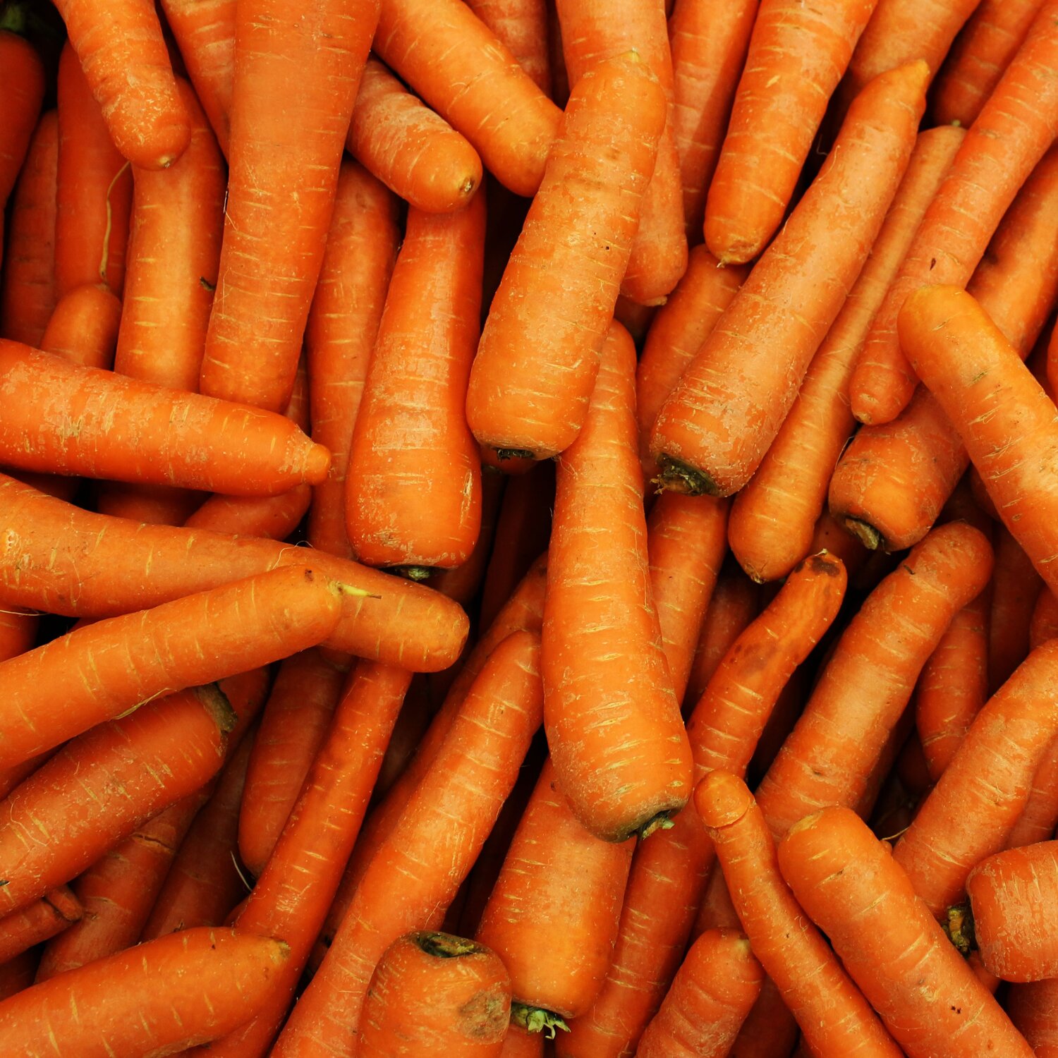 Bio Karotten
