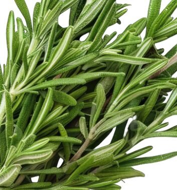 Rosmarin