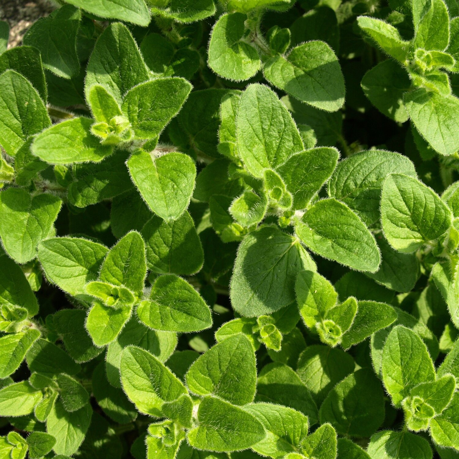 Oregano