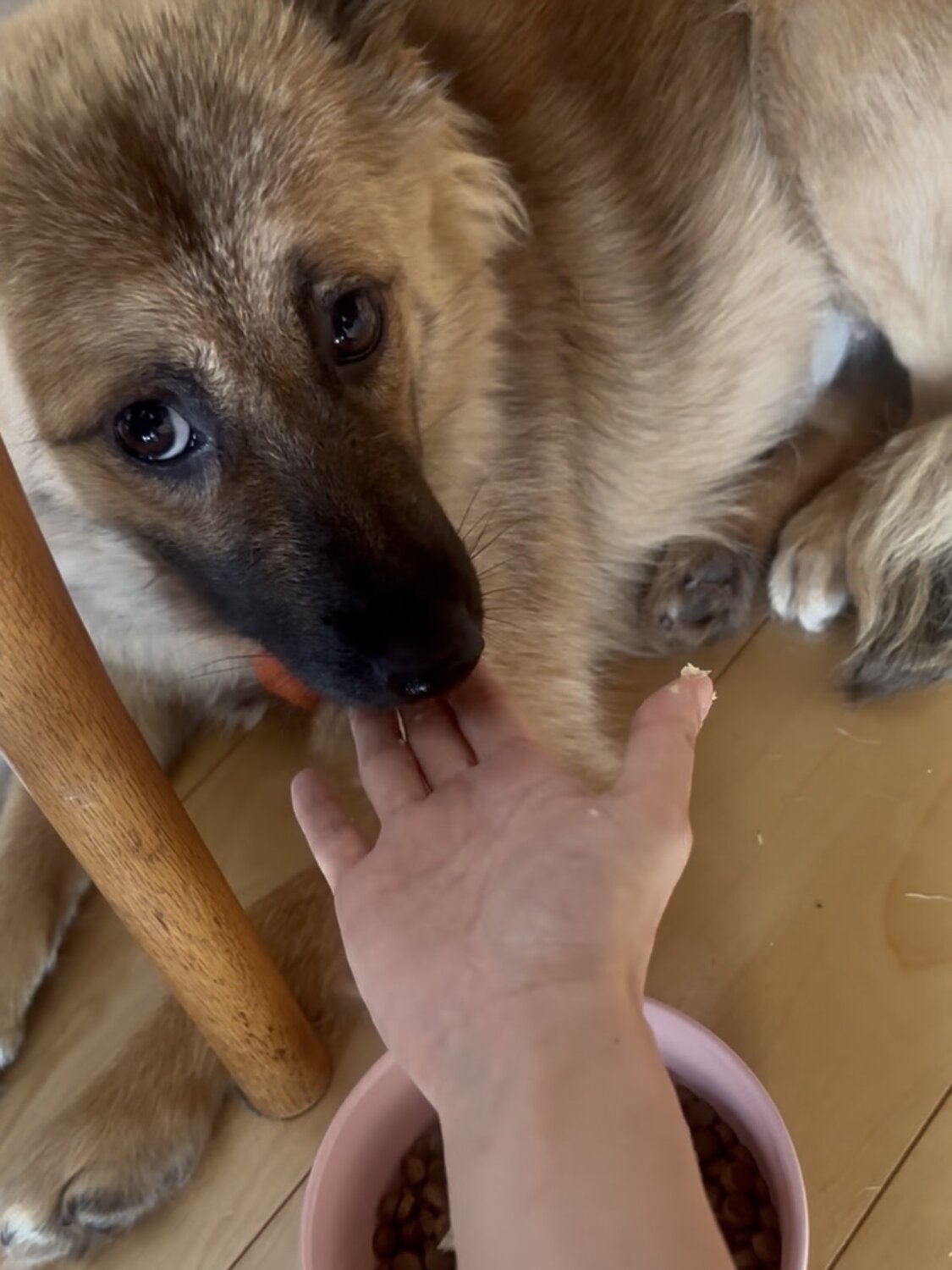 手からフードを食べる預かりボランティアで預かった保護犬