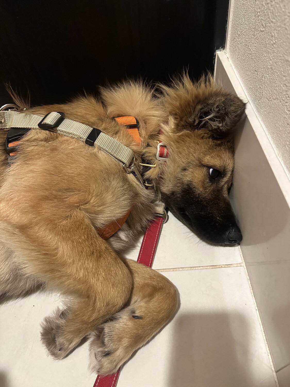 お散歩に疲れてぐったりするサミット