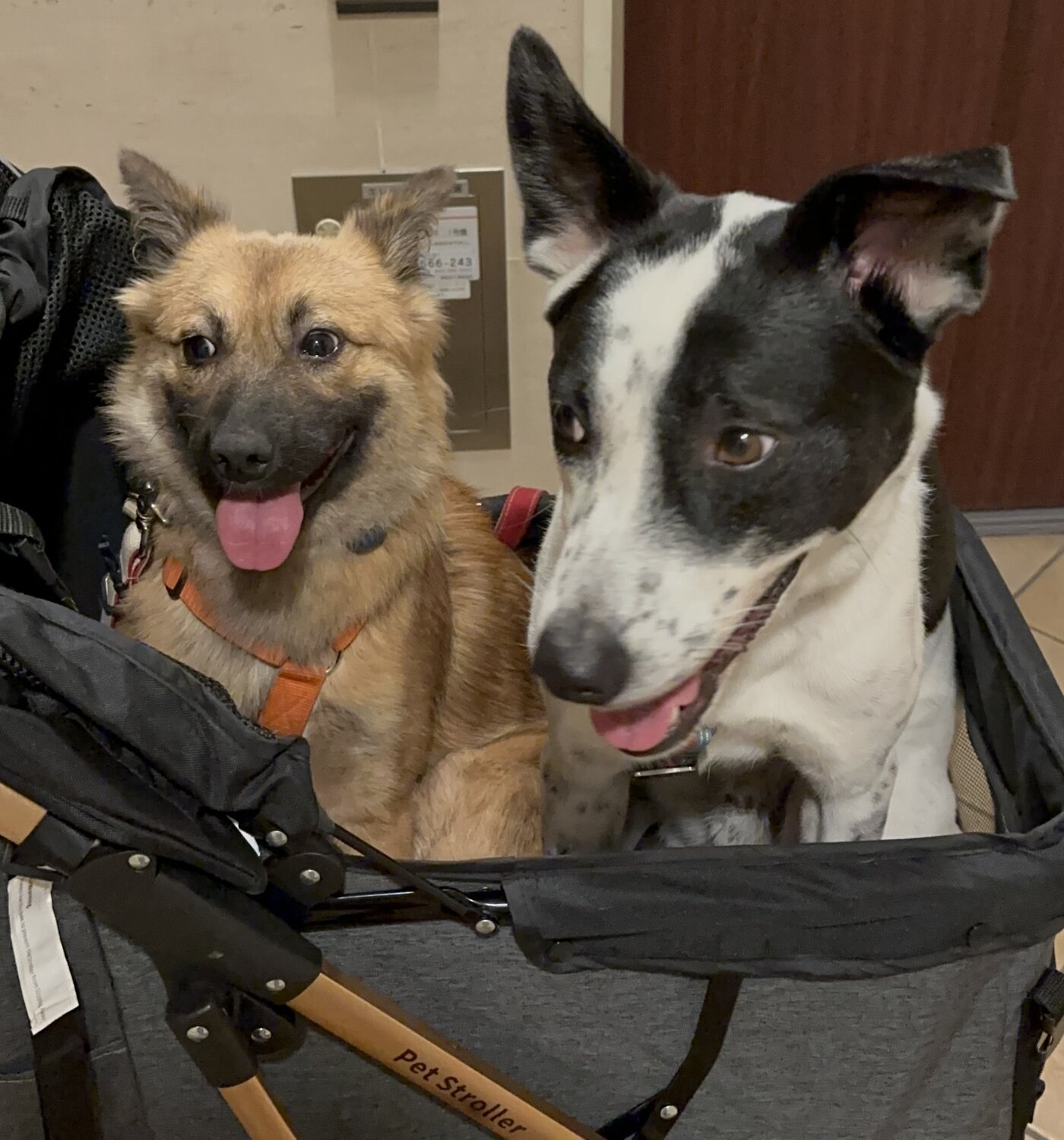 預かりボランティアで預かった保護犬と愛犬