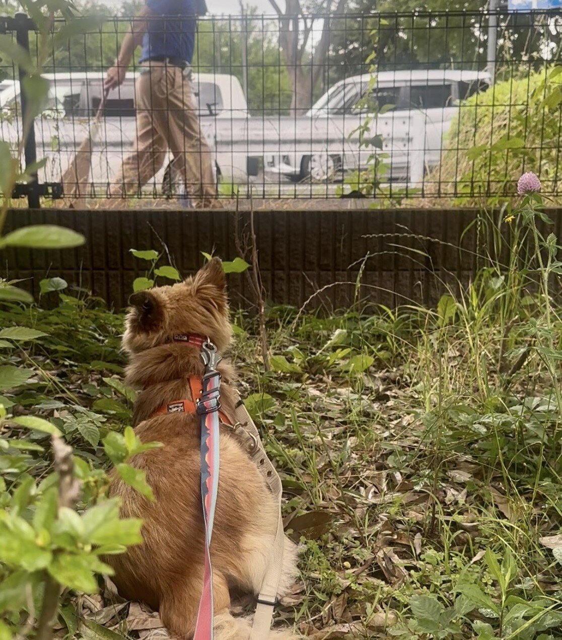 散歩中に外の景色を観察するサミット