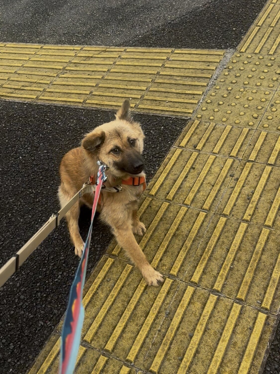 散歩中にリードを引っ張るサミット