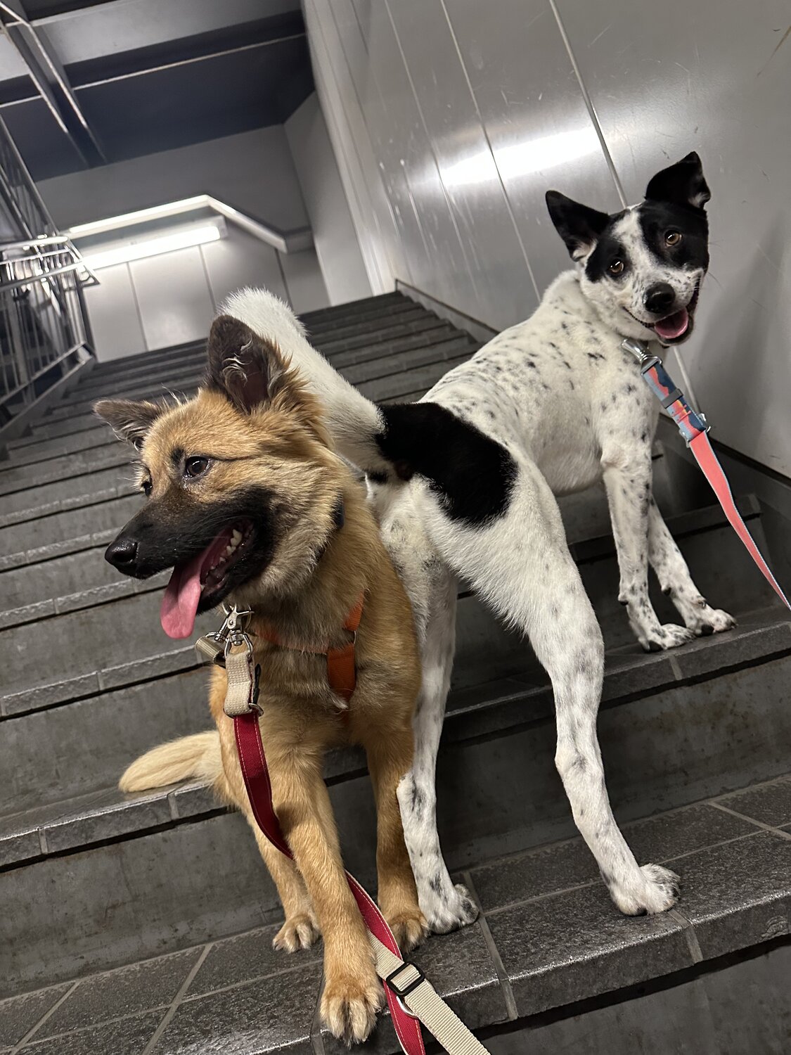 預かりボランティアで預かった保護犬と愛犬