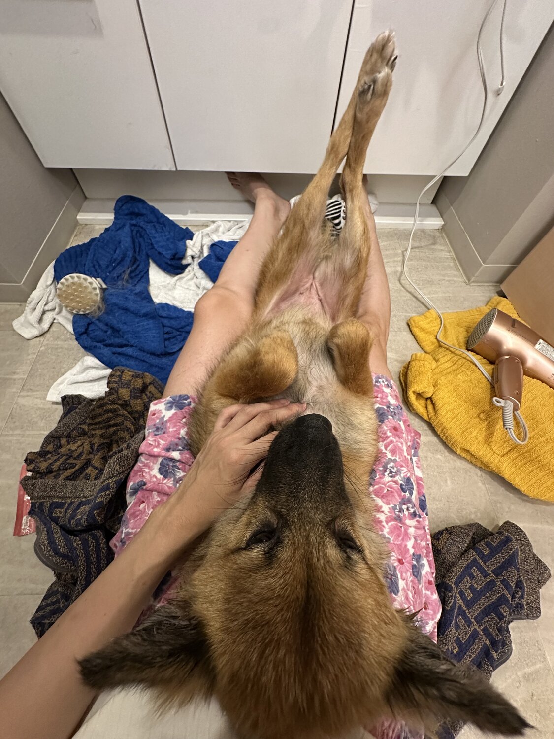 預かりボランティアで預かった保護犬が足の上でリラックスしている様子