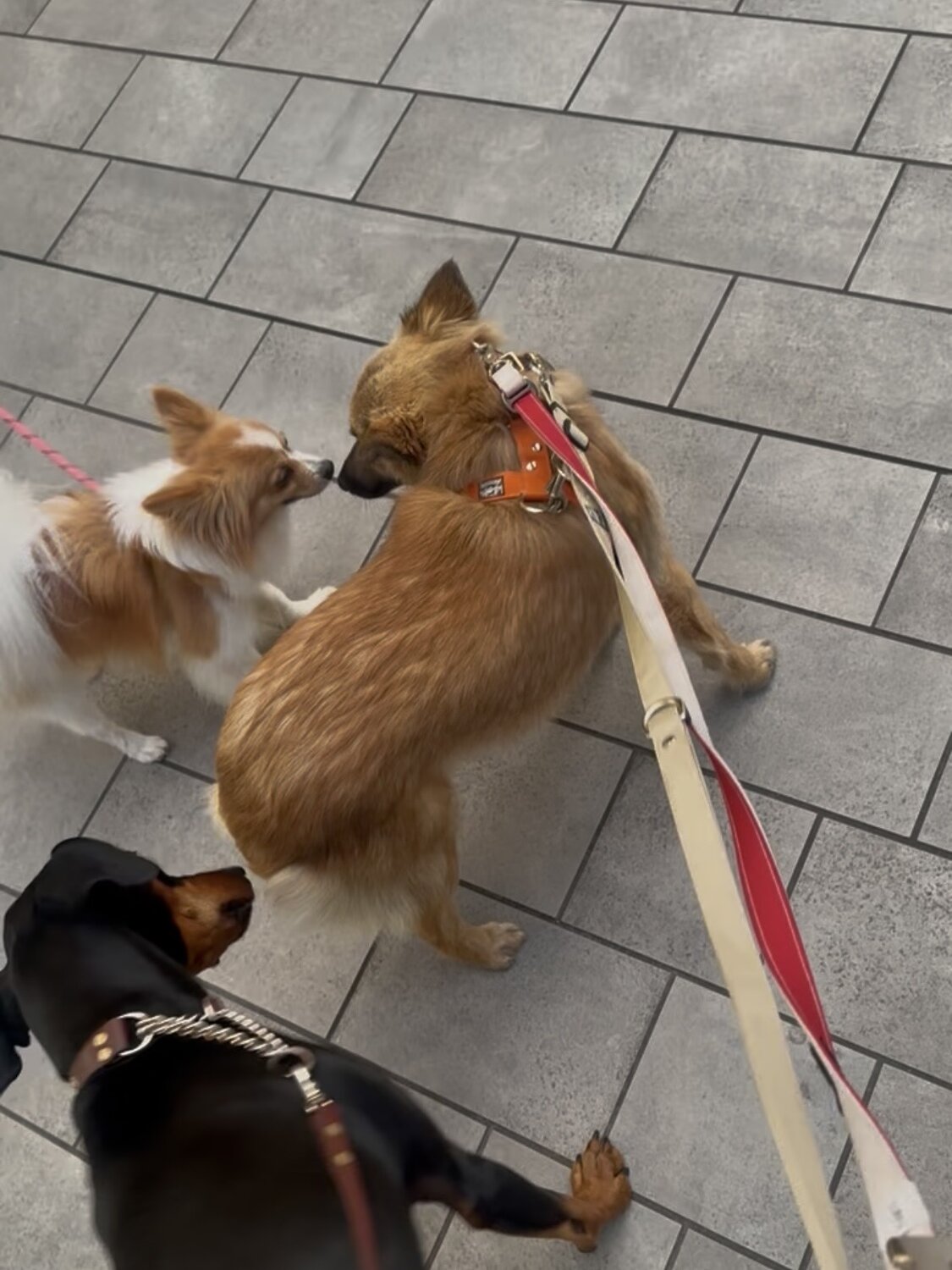 他の犬とコミュニケーションをとるサミット