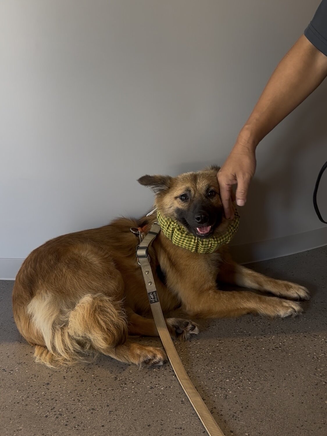 社会化トレーニングの一環として、さまざまな人に触れてもらう練習中の預かりボランティアで預かった保護犬