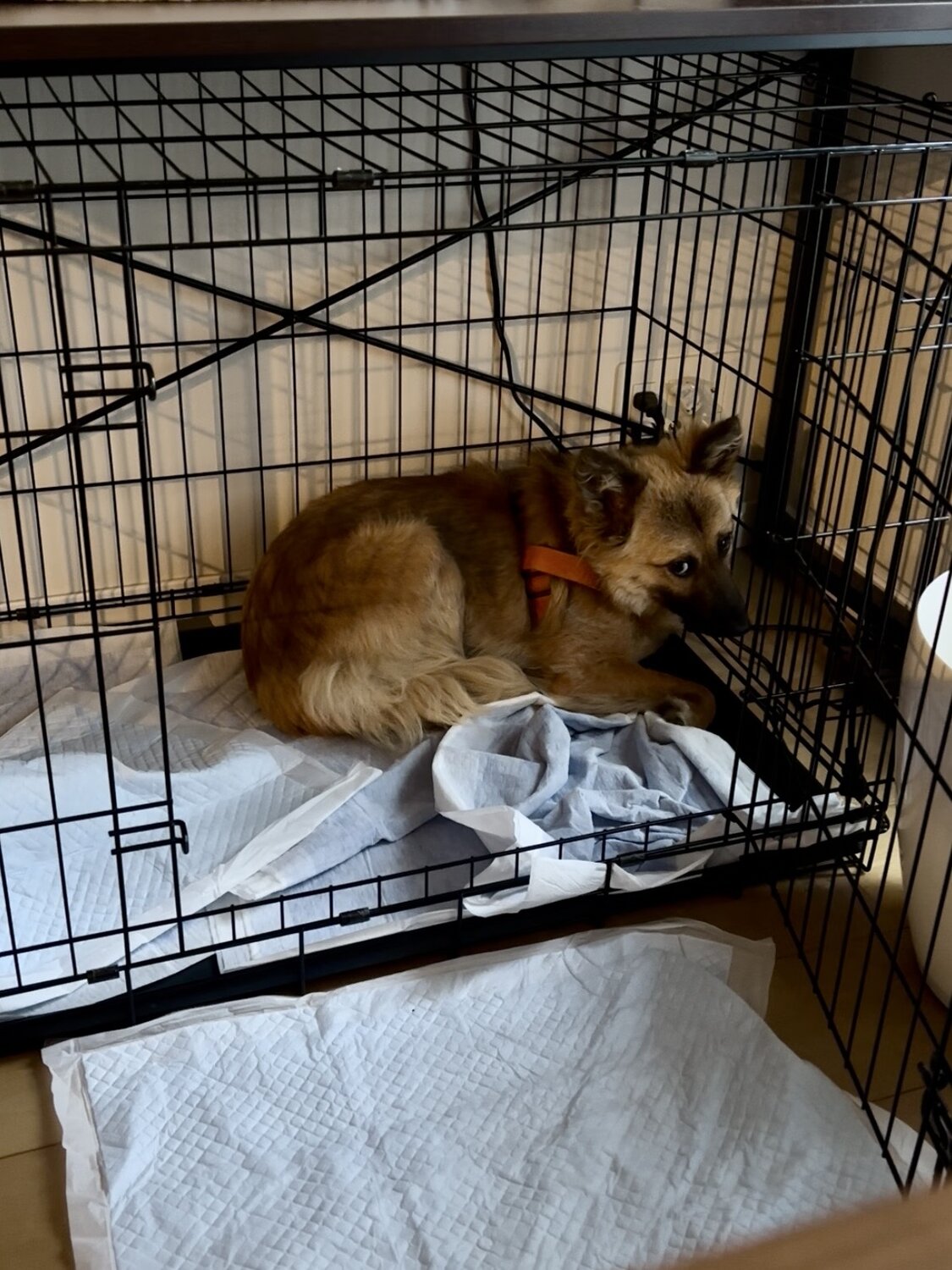 ケージに入って出てこないサミット