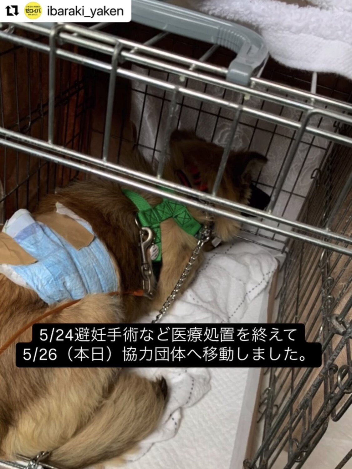 サミット捕獲後の様子