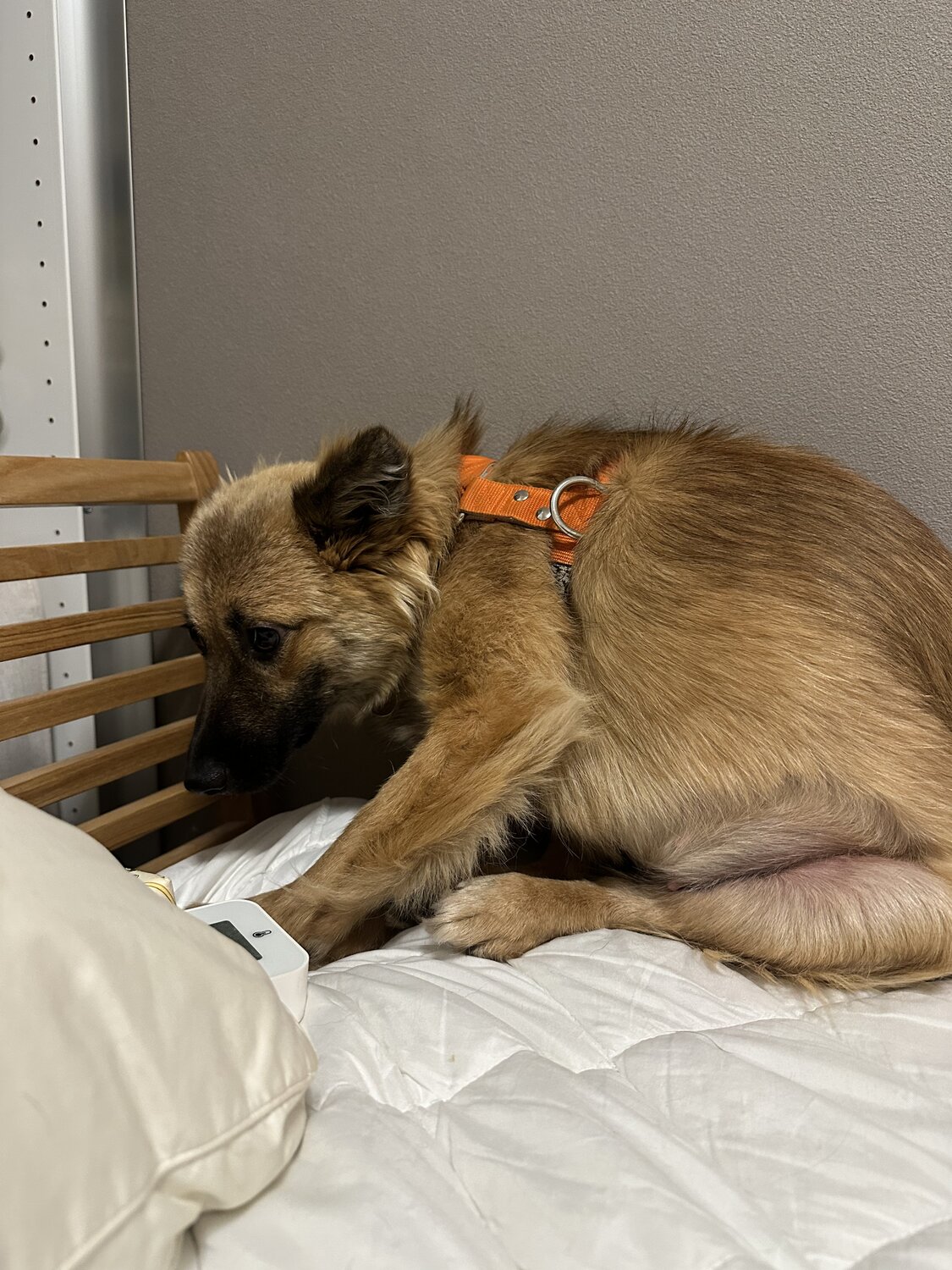 預かりボランティアで預かった保護犬