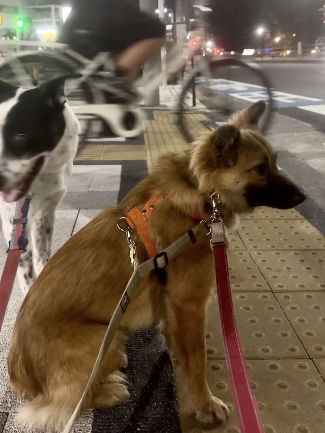 散歩に慣れてきたサミット