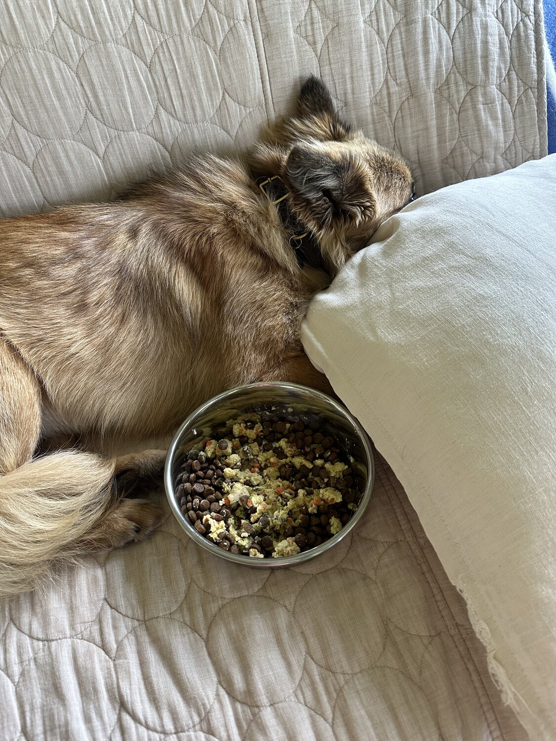 預かりボランティアで預かった保護犬が顔を隠してフードを食べない