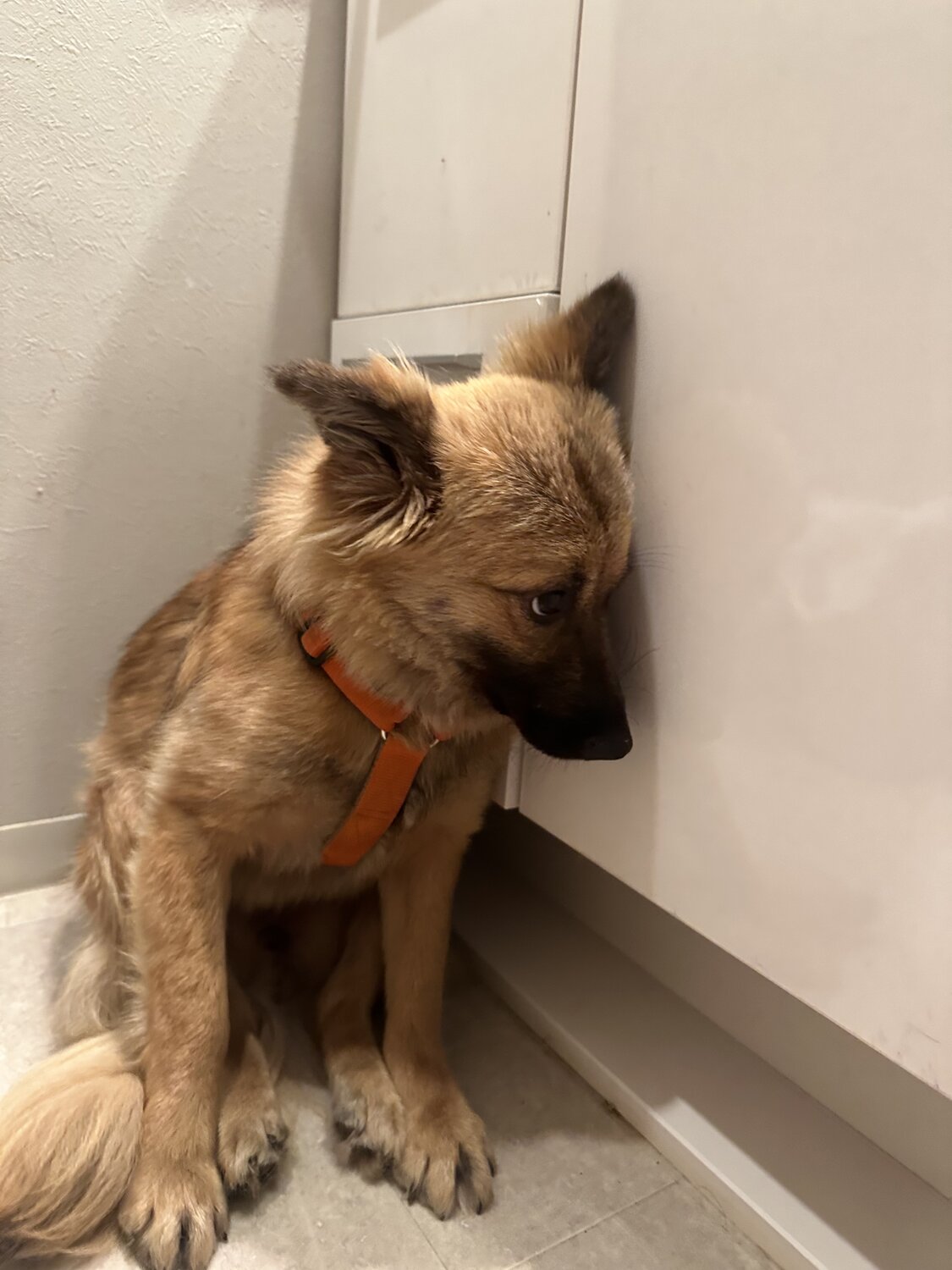 預かりボランティアで預かった保護犬