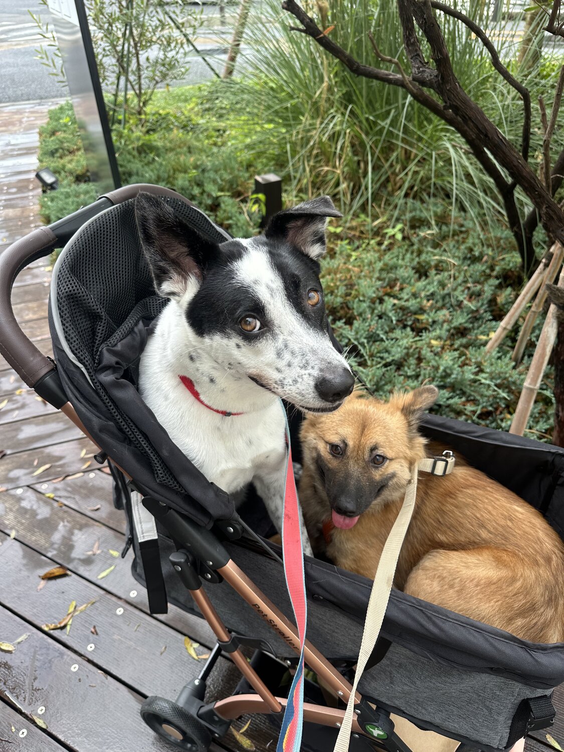 預かりボランティアで預かった保護犬と愛犬