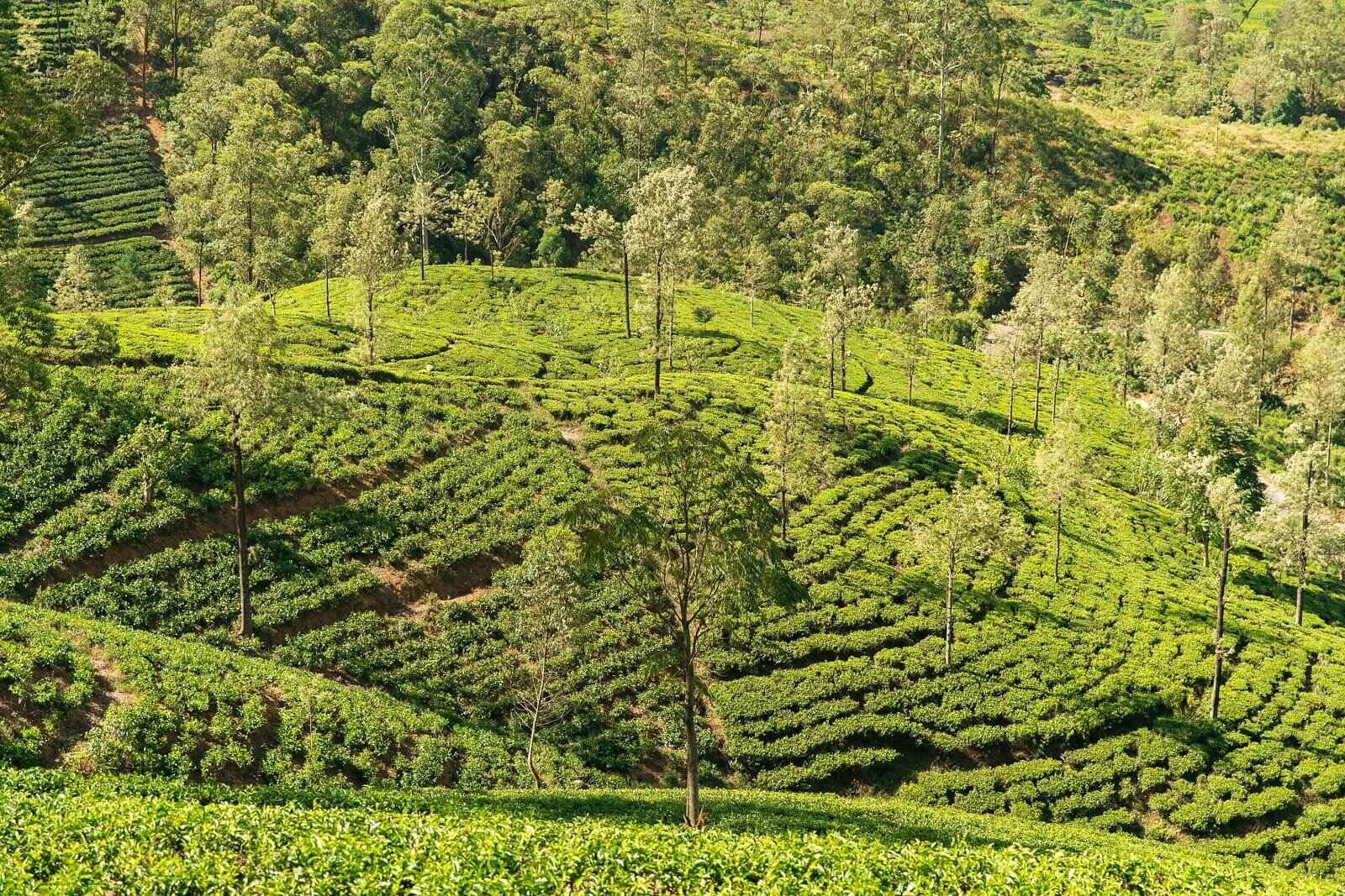 Tea fields in Sri Lanka