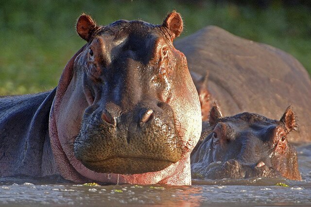 a hippo