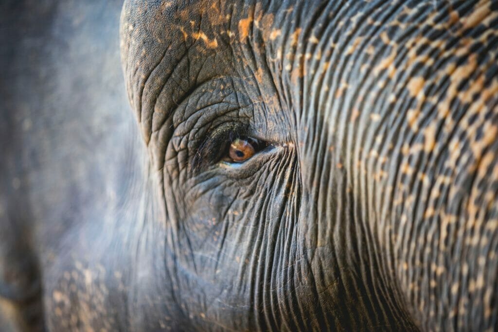 Looking the elephant in the eye