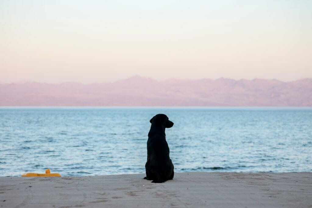 black dog sitting on a beach