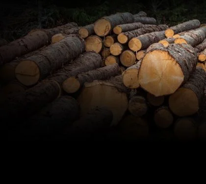 A pile of logs stacked high after being freshly cut