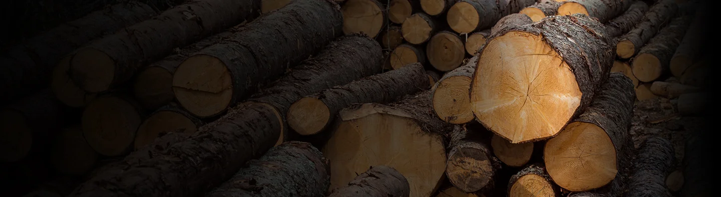 A pile of logs stacked high after being freshly cut