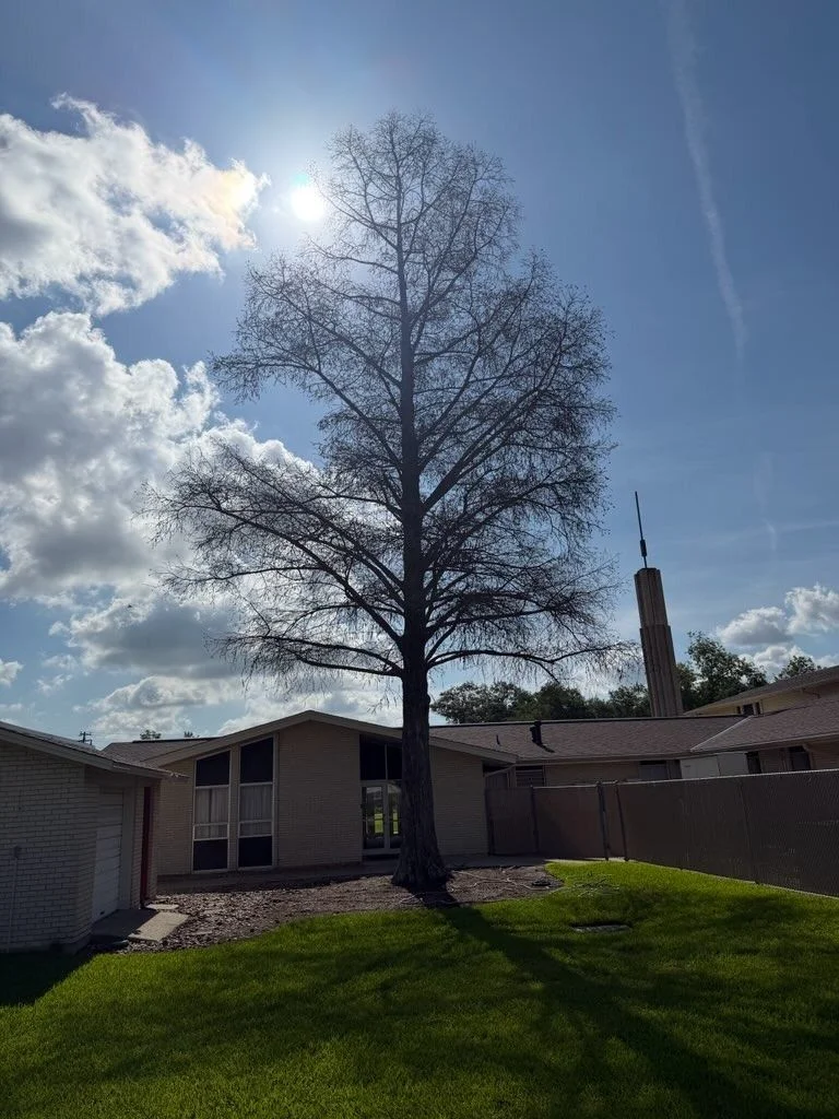 After Residential Tree Removal
