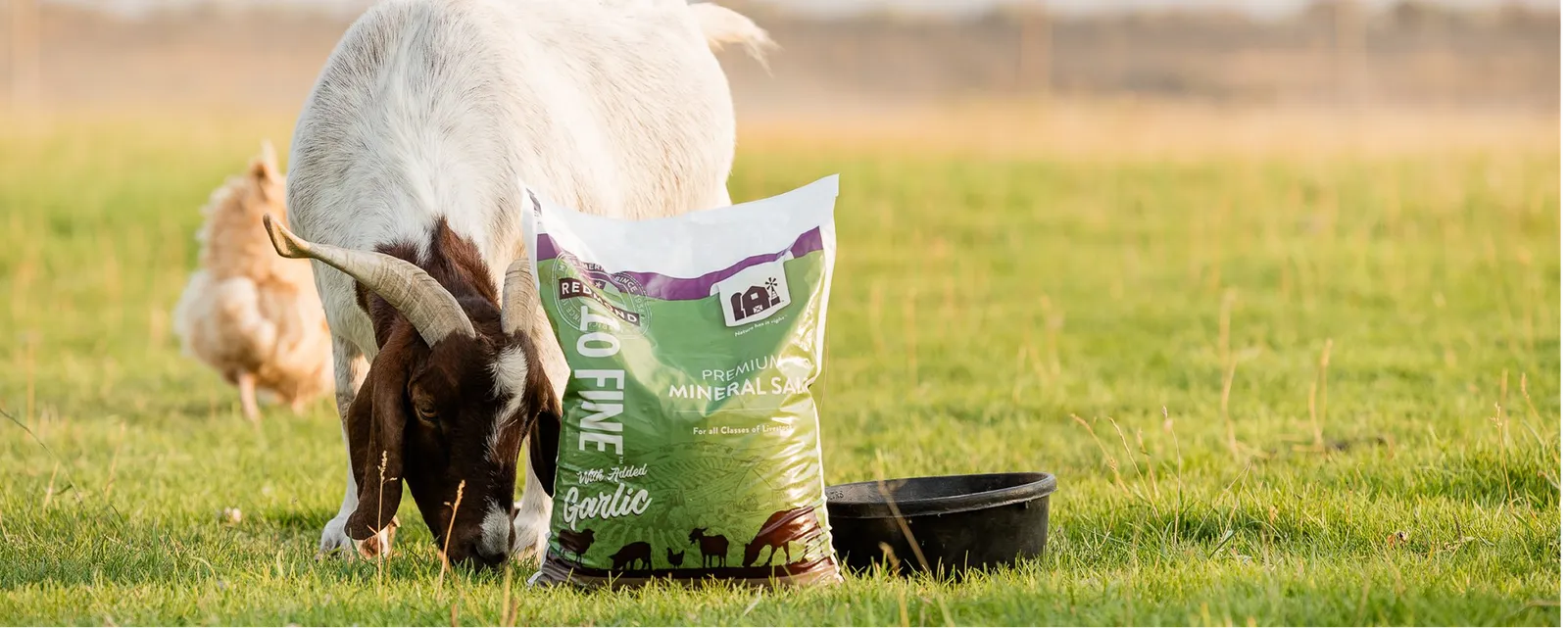 A goat and chicken graze in a field near a feed pan and bag of Redmond 10 Fine with Garlic—a premium mineral salt with added garlic for livestock.
