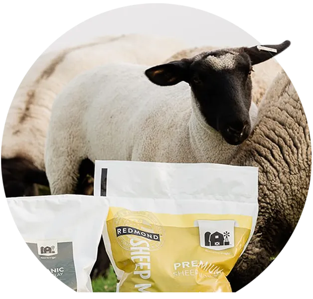 Sheep