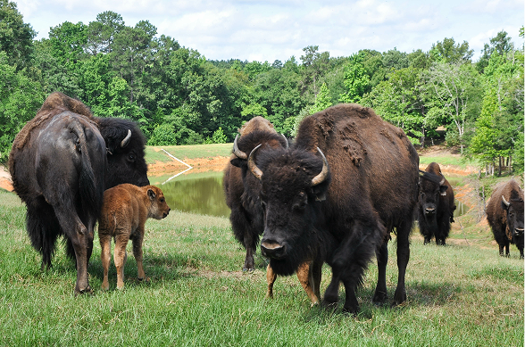 Natural Minerals Formulated for Bison.