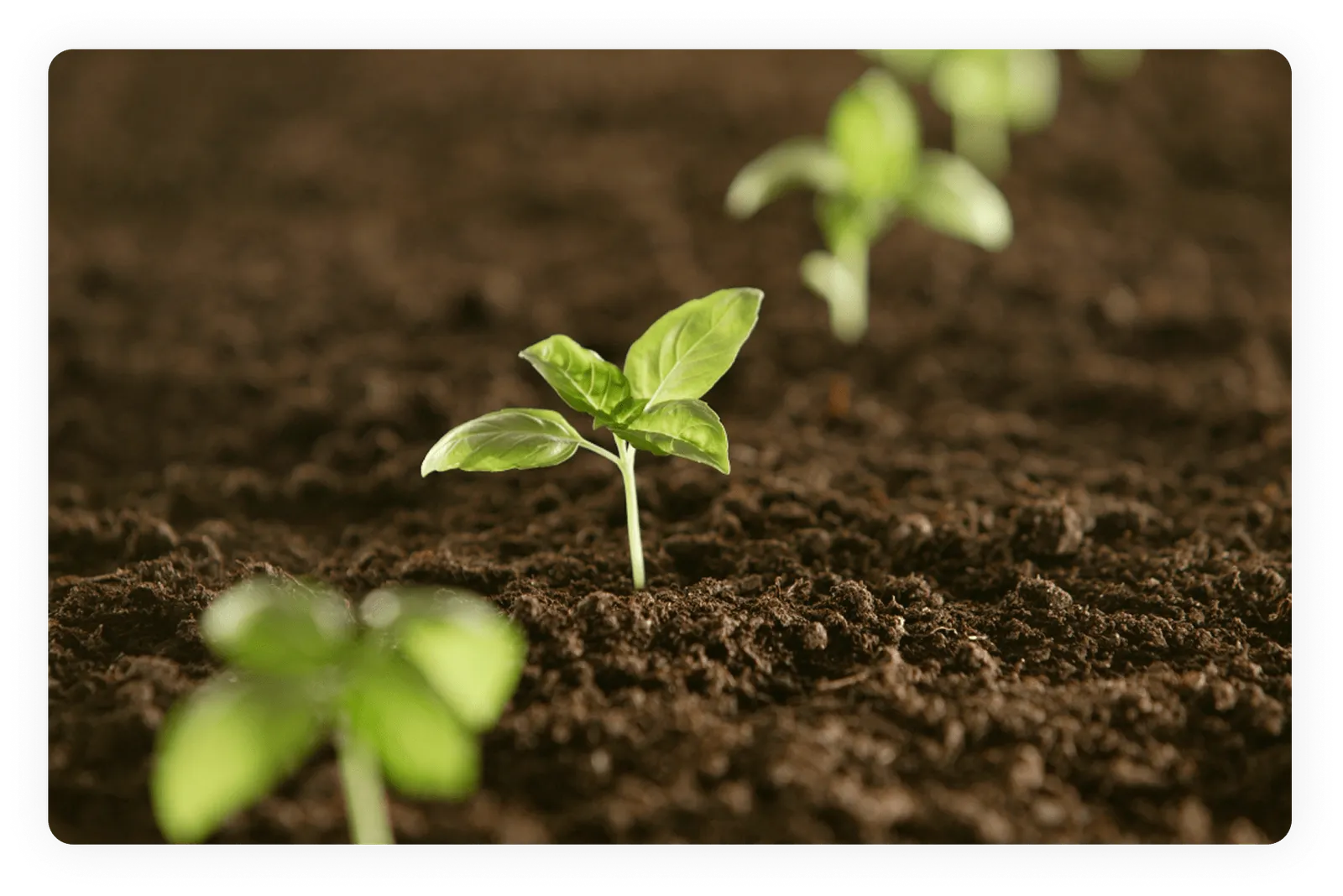 seedlings growing in soil
