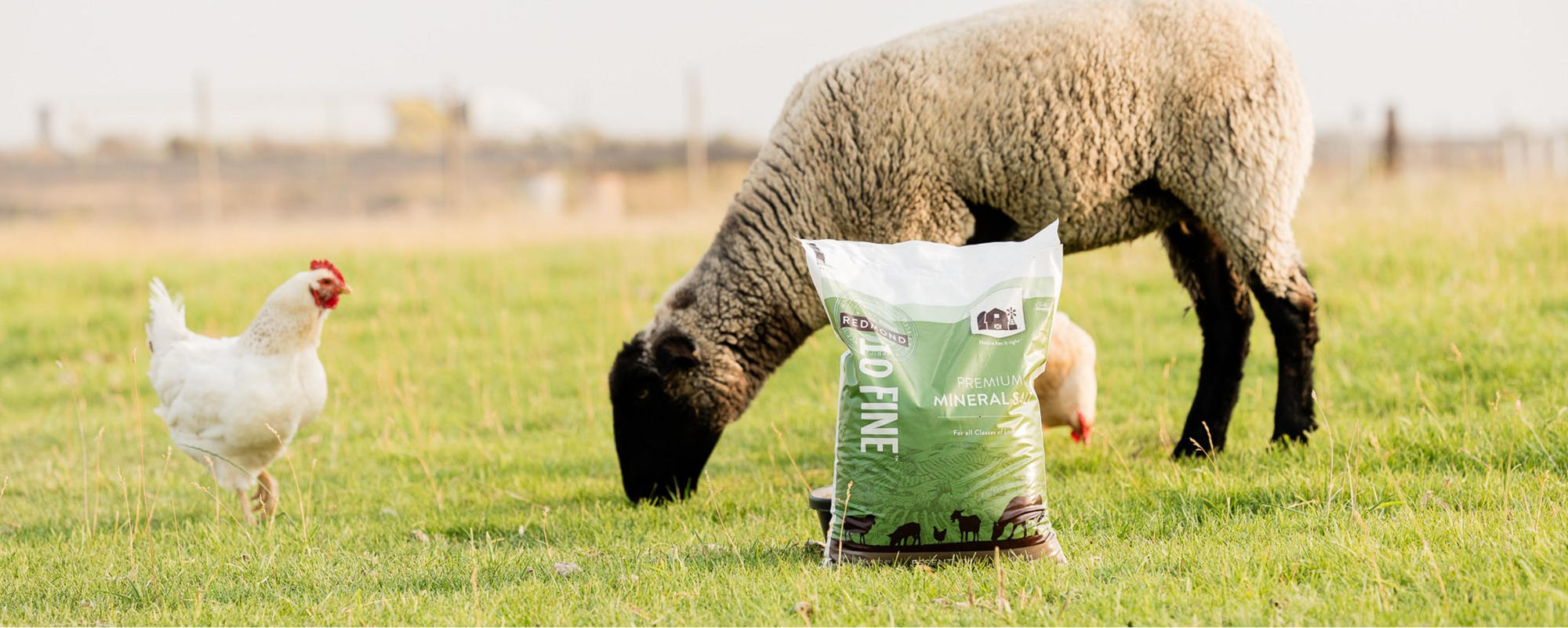 Image alt text: A woman feeding Redmond sheep minerals to three sheep in a green pasture.