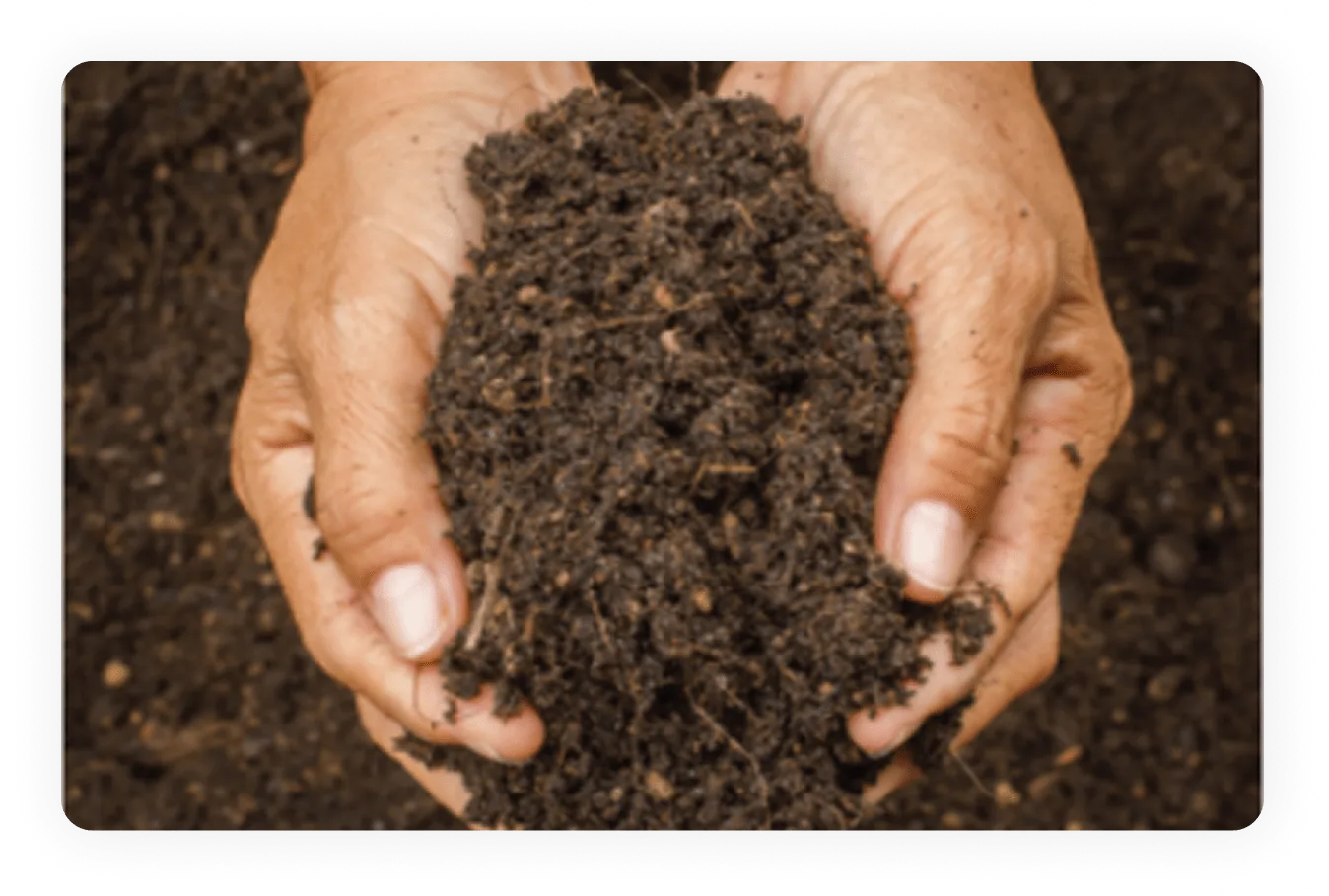 hands holding loose, healthy soil