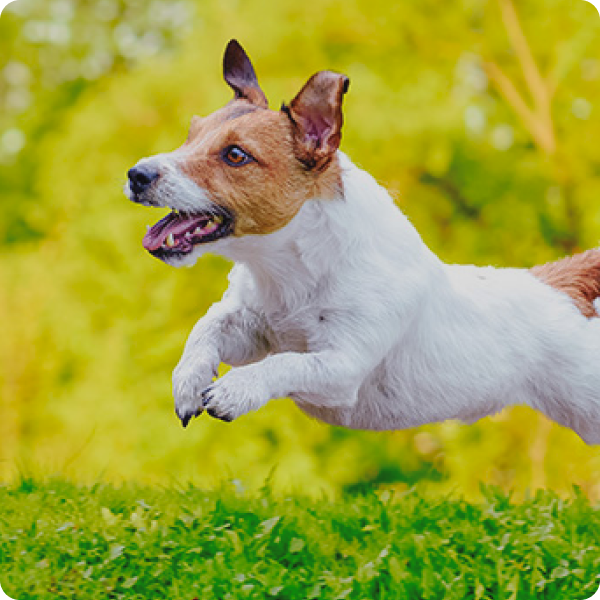 dog jumping