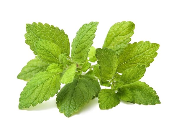 Lemon balm, melissa officinalis