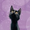 a black cat