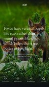 fox background 2