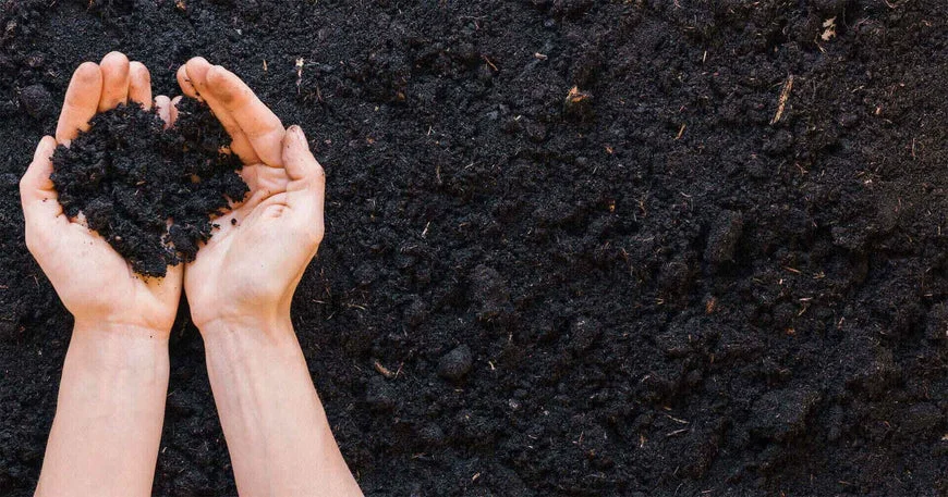 Vermicompost Liquid
