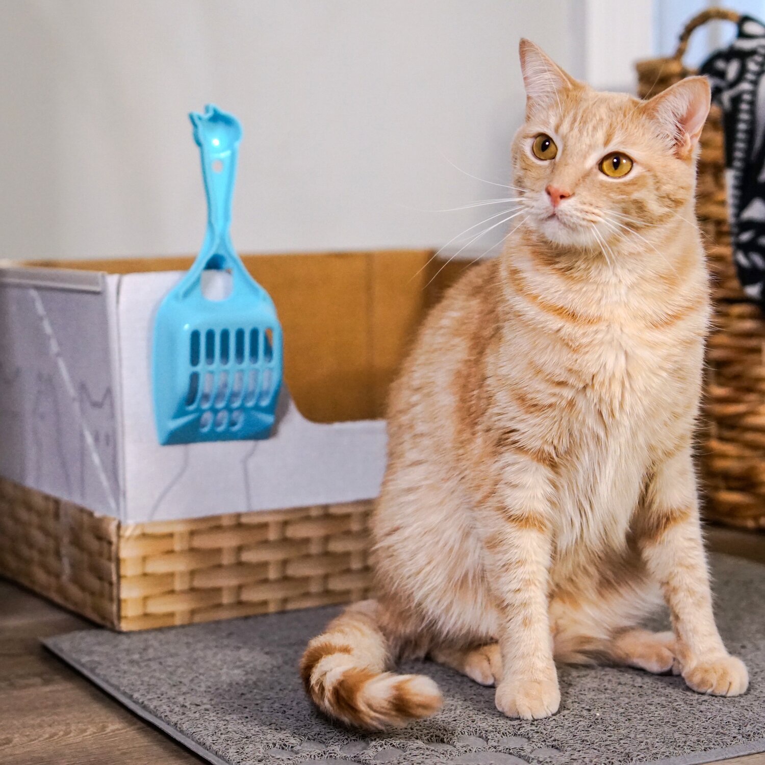 A happy orange cat sitting in front of a Kitty Poo Club disposable litter box. A Kitty Poo Club litter scoop is attached to the side of the box.