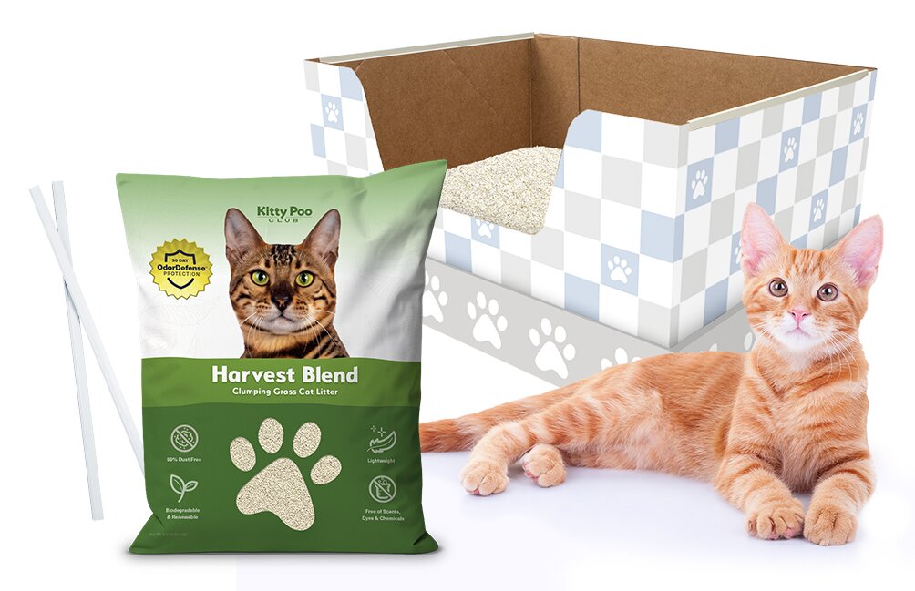 Kitty Poo Club box with grass litter bag and a curious cat lounging near it.