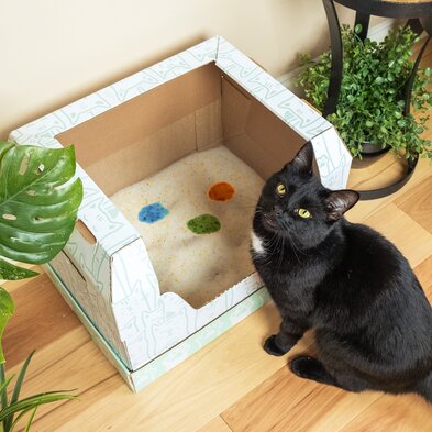 A Kitty Poo Club litter box filled with Health Monitoring Litter with a black cat sitting next to it