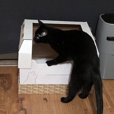 Black cat stepping into a Kitty Poo Club Litter Box with a wicker-style base on a wooden floor.