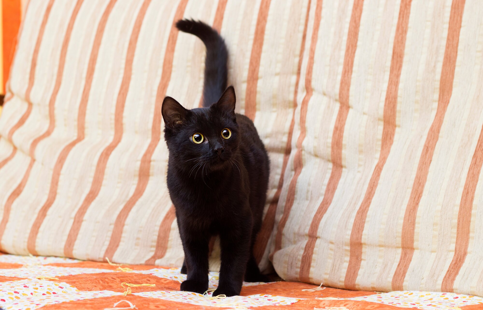 A bag of Kitty Poo Club's Fine-Grain Silica Litter
