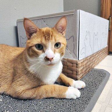 Orange and white cat lying on a gray litter mat in front of a Kitty Poo Club Litter Box with a wicker-style base.