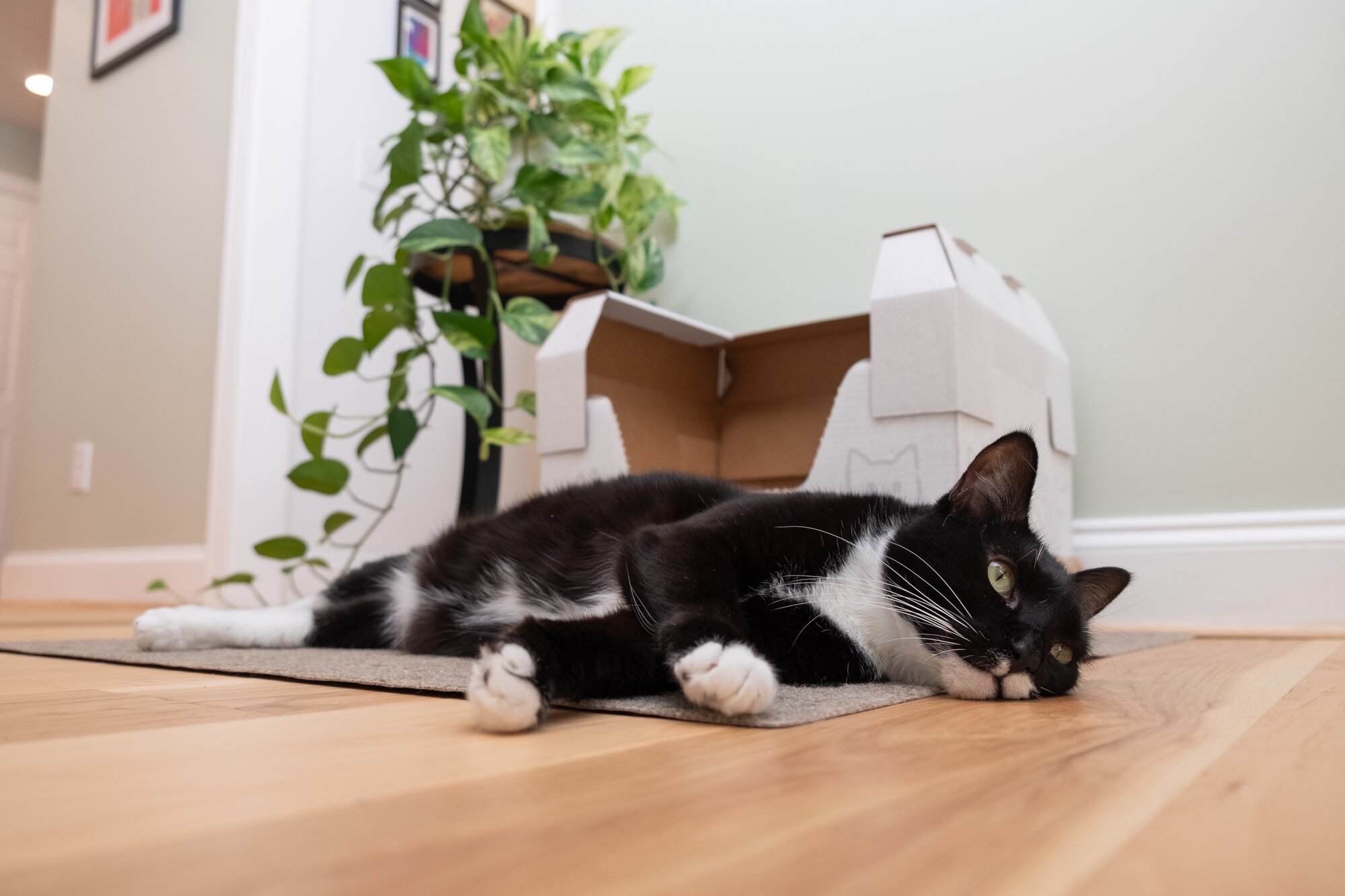 A Kitty Poo Club litter box in a bright, modern living room with houseplants.