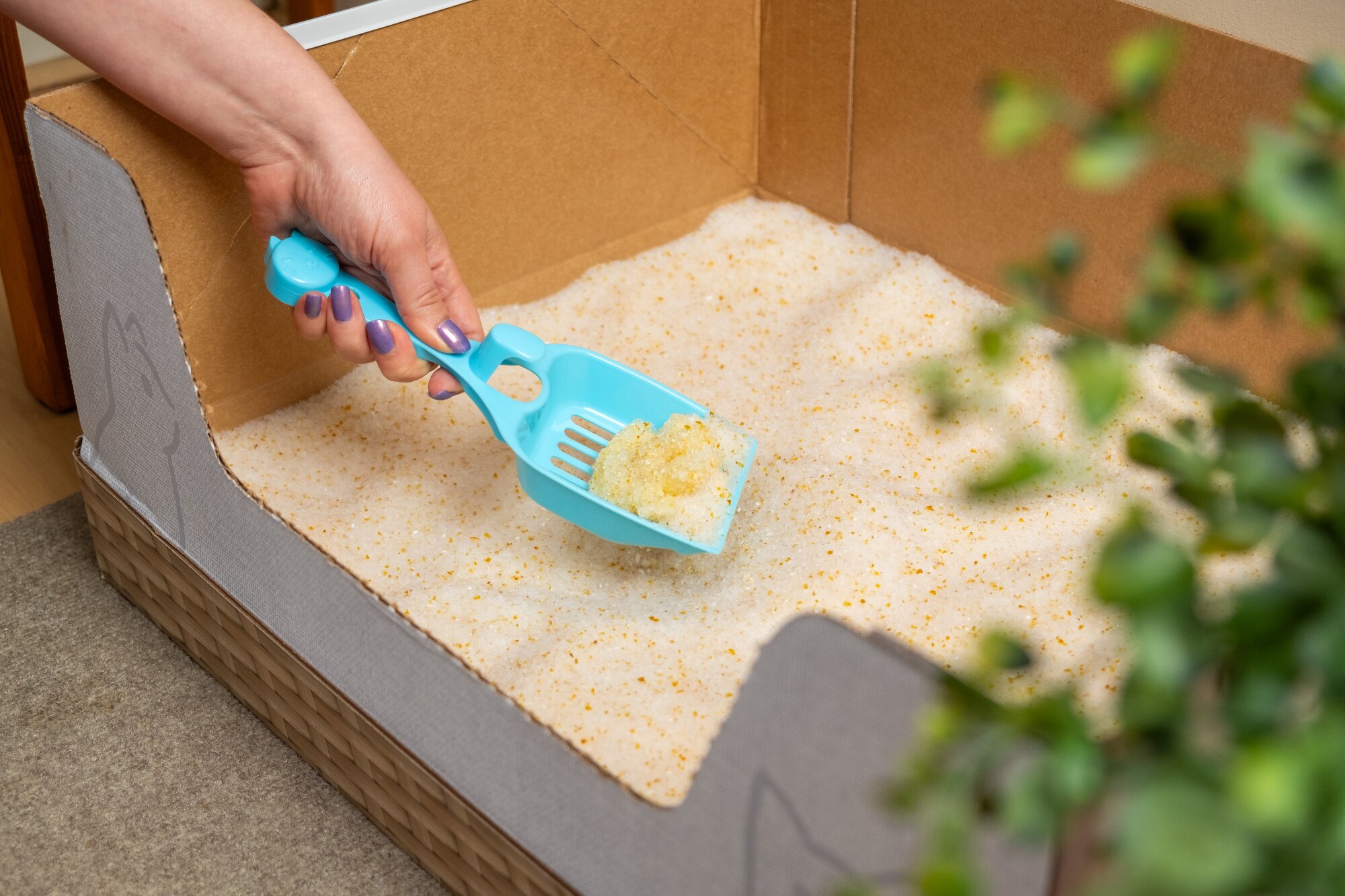 A person scooping their Kitty Poo Club Litter Box with a turquoise blue scoop.